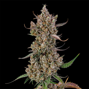 SILENT SEEDS - RAINBOW BREATH AUTO FEM
