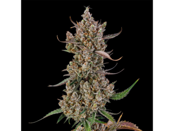 SILENT SEEDS - RAINBOW BREATH AUTO FEM