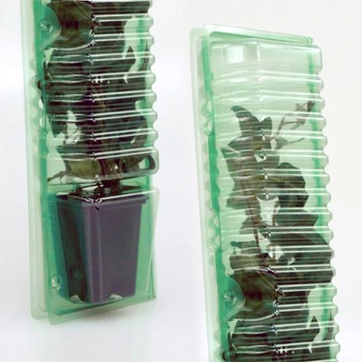 P13378 - BLISTER FÜR TRANSPORT UND VERSAND VON STECKLINGEN 1 TOPF 7X7X8CM H 33CM STAMMLOCH 4CM