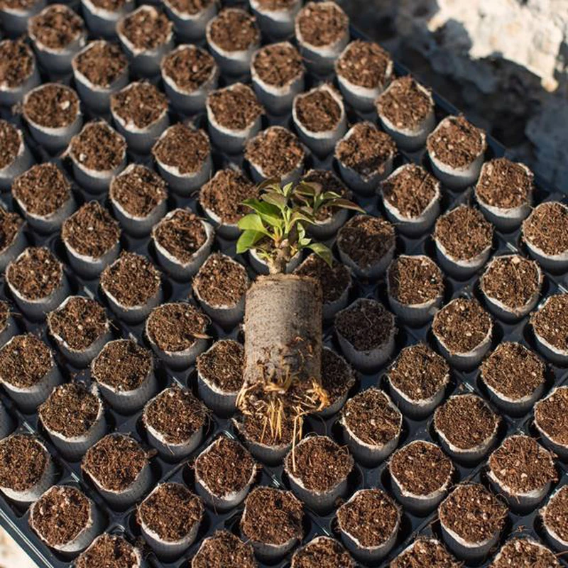 TECR35840 - ELEPOT - STRAHLUNGSWÜRFEL | Ø 3,5cm - 840Stück - Schachtel mit 10 Schalen