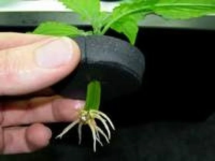 MPOT - NEOPRENE COLLAR FOR NUTRICULTURE CUTTINGS DIAMETER 5CM