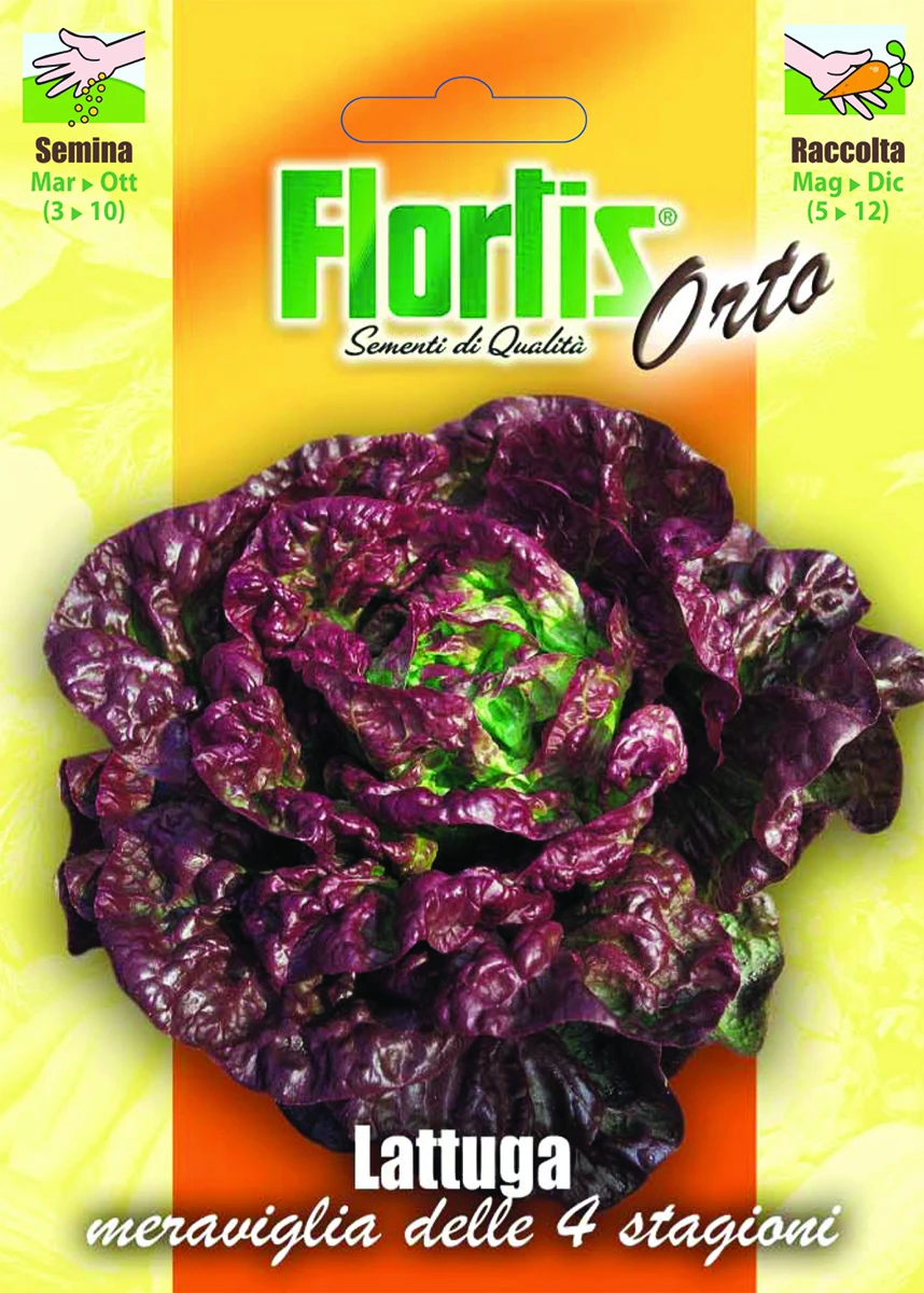 4355200 - FLORTIS | LATTUGA MERAVIGLIA 4 STAGIONI