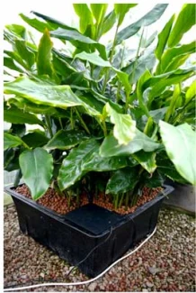 FLO GRO 520 NUTRICULTURE