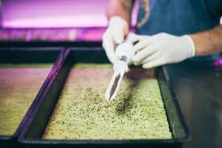 GRODAN CRESS PLATE 495x240x10MM PER COLTIVAZIONE GERMOGLI E MICROGREENS indoorline