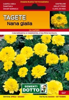 Tagete Nana