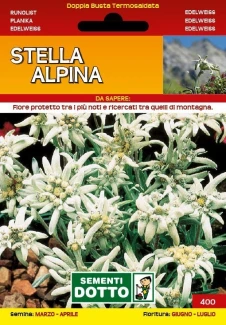 Stella Alpina