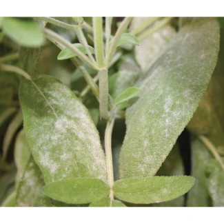 FLORTIS - NATURAE TRIPLA AZIONE SPRAY | 1L