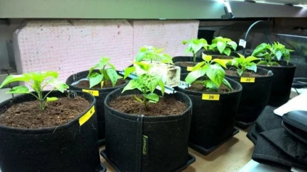 GRONEST FABRIC POT 2L VASI IN GEOTESSILE  CM 12X12X14H