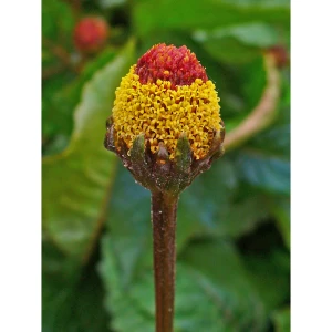 TFACM100 - TRIPPER FAMILY FARM | FIORI CONTENENTI SEMI DI ACMELLA SELEZIONATI | 100gr