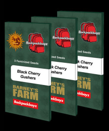 BF2007305 - BARNEY'S FARM - BLACK CHERRY GUSHERS FEM | 5 SEMI