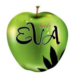 SEVFCBD030002 - EVA SEEDS - JAMAICAN DREAM CBD FEM | 3 SEMI