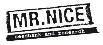 SMNNCS15R - CRITICAL SKUNK 15 SEMI REGOLARI MR NICE