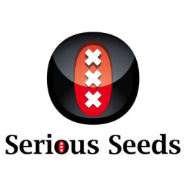 SSW6F - WARLOCK 6 SEMI FEMMINIZZATI SERIOUS SEEDS