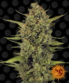 BFAG3 - BARNEY'S FARM - ACAPULCO GOLD FEM | 3 SEMI