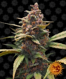 BF2000410 - BARNEY'S FARM - AYAHUASCA PURPLE FEM | 10 SEMILLAS