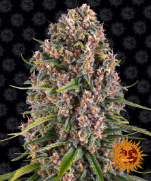 BFBC5 - BARNEY'S FARM - BLUE CHEESE FEM | 5 SEMI
