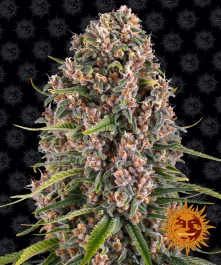 BFBC3 - BARNEY'S FARM - BLUE CHEESE FEM | 3 SEEDS