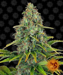 BF1000110 - BARNEY'S FARM - BLUE CHEESE AUTO FEM | 10 SEMI Disponibili fino a fine scorte