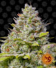 BFBLG4125 - BARNEY'S FARM - BLUE ICE CREAM 41 FEM | 25 SAMEN