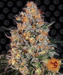 BF2004910 - BARNEY'S FARM - BUBBA KUSH FEM | 10 SEMI