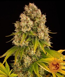 BFCHAF10 - BARNEY'S FARM - CHEESE AUTO FEM | 10 SEMI Disponibili fino a fine scorte