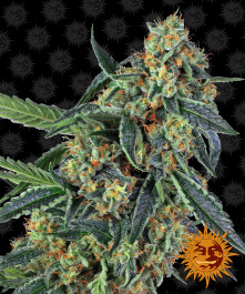 BFCOK5 - BARNEY'S FARM - COOKIES KUSH FEM | 5 SEMI Disponibili fino a fine scorte