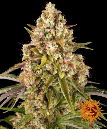 BFACK1 - BARNEY'S FARM - CRITICAL KUSH AUTO | 1 SEME Disponibili fino a fine scorte