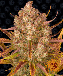 BF1001510 - BARNEY'S FARM - DOS SI DOS AUTO FEM | 10 SEMI