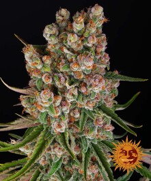 BFGMOAF10 - BARNEY'S FARM - GMO AUTO FEM | 10 SEME Disponibili fino a fine scorte