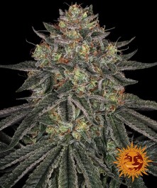 BFLDRZF03 - BARNEY'S FARM - LEMON DRIZZLE FEM | 3 SEMI Disponibili fino a fine scorte