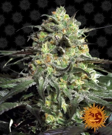 BF2002210 - BARNEY'S FARM - PEYOTE COOKIES FEM | 10 SEMI Disponibili fino a fine scorte