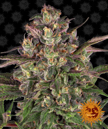 BFPEYC5 - BARNEY'S FARM - PEYOTE CRITICAL FEM | 5 SEMI Disponibili fino a fine scorte
