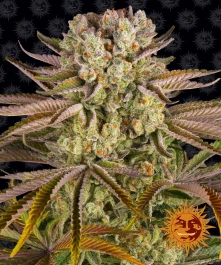 BF2006010 - BARNEY'S FARM - PINEAPPLE EXPRESS FEM | 10 SEMILLAS