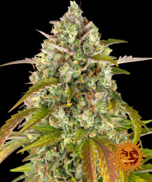BFAPE1 - BARNEY'S FARM - PINEAPPLE EXPRESS AUTO FEM | 1 SEME