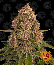 BFPNK3 - BARNEY'S FARM - PINK KUSH FEM | 3 SEMI Disponibili fino a fine scorte