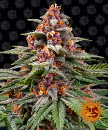 BF1001903 - BARNEY'S FARM - RUNTZ AUTO FEM | 3 SEMI