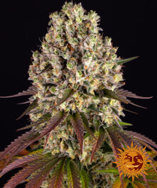 BF2006905 - BARNEY'S FARM - SOUR DIESEL FEM | 5 SEMI