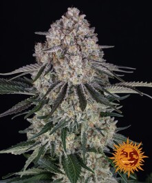 BF1003101 - BARNEY'S FARM - SOUR DIESEL AUTO FEM | 1 SEME