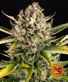 BF1002403 - BARNEY'S FARM - STRAWBERRY CHEESECAKE AUTO FEM | 3 SEMI