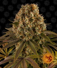BFSTL3 - BARNEY'S FARM - STRAWBERRY LEMONADE FEM | 3 SEEDS