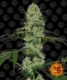 BF1001201 - BARNEY'S FARM - TANGERINE DREAM AUTO FEM | 1 SEME Disponibili fino a fine scorte
