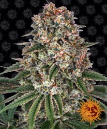 BFTCB01F - BARNEY'S FARM - TROPICANNA BANANA FEM | 1 SEME