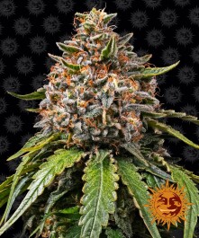 BF2005810 - BARNEY'S FARM - WHITE WIDOW XXL FEM | 10 SEMI
