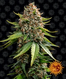 BF1002503 - BARNEY'S FARM - WHITE WIDOW XXL AUTO FEM | 3 SAMEN