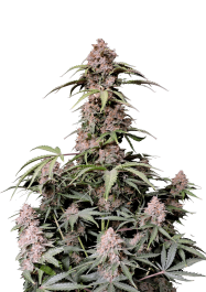 FBS10F9058 - FAST BUDS - AMNESIA ZKITTLEZ AUTO FEM | 10 SEMI