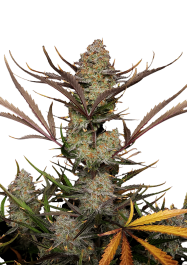 FB53025 - FAST BUDS - APPLE STRUDEL AUTO FEM | 25 SEMI