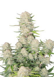 FB51100 - FAST BUDS - APRICOT AUTO FEM | 100 SEMI