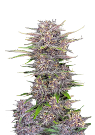 FBS25F9056 - FAST BUDS - BANANA PURPLE PUNCH AUTO FEM | 25 SEMI