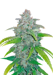 FBS01F9019 - FAST BUDS - BLUE DREAM'MATIC AUTO FEM | 1 SEME