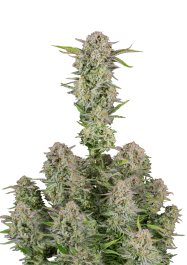 FBS10F9041 - FAST BUDS - BRUCE BANNER AUTO FEM | 10 SEMI